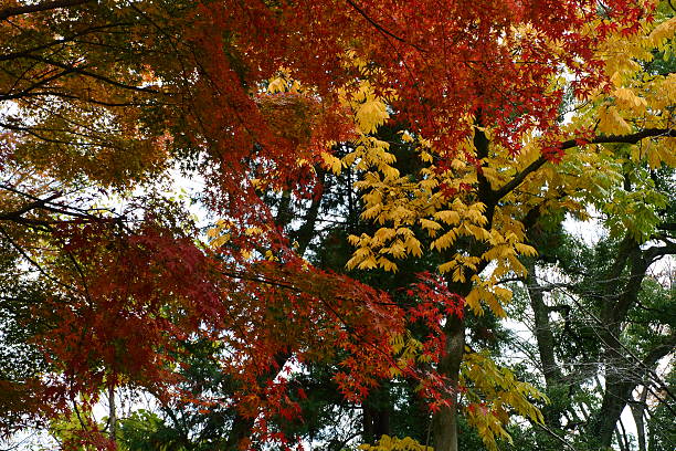 istock Autumnal tints in Tokyo 530771835