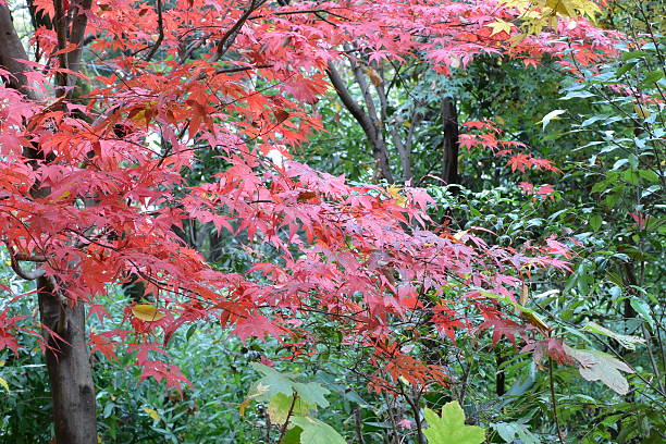 istock Autumnal tints in Tokyo 530771863