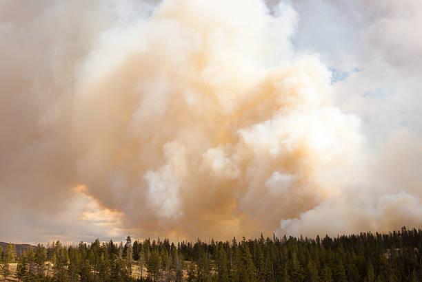 istock Massive Fire cloud in Yellowstone National Park 530771867