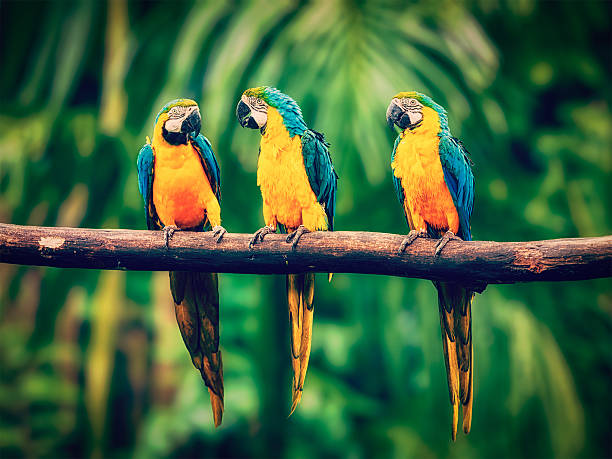istock Blue-and-Yellow Macaw in jungle 530772026