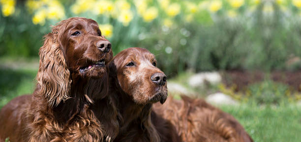 istock Funny dogs banner 530772198