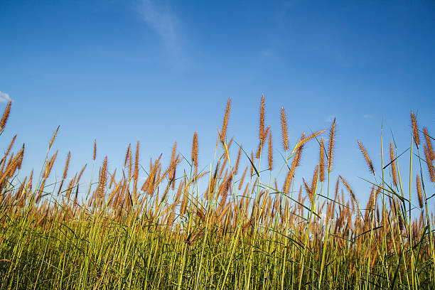 istock Grass flowers with sky background. 530777129