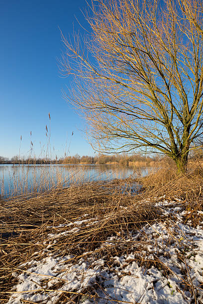 istock Dry reeds during the winter by a lake. 530777883