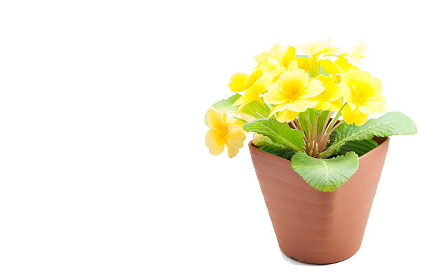 istock Yellow primula juliana 530778041