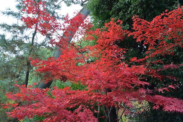 istock Autumnal tints in Tokyo 530778139