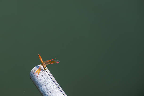 dragonfly 、空の背景 - wing dragonfly animal eye blue ストックフォトと画像