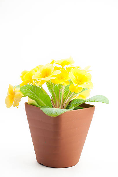 istock Yellow primula juliana 530778467