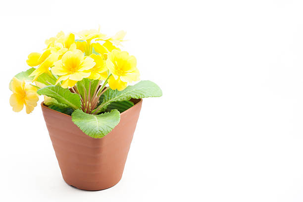 istock Yellow primula juliana 530778505