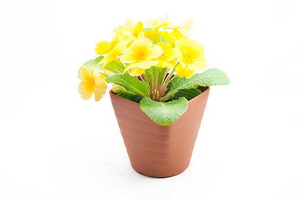 istock Yellow primula juliana 530778679