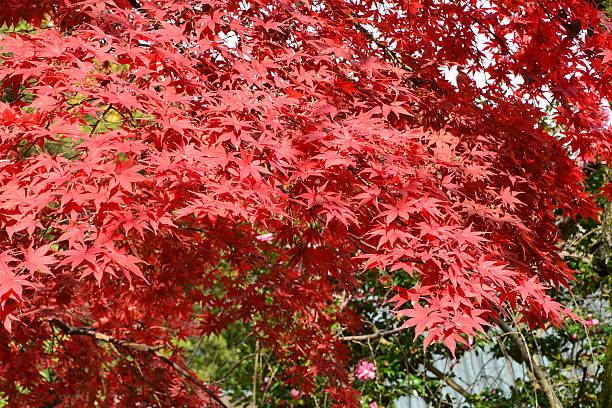 istock Autumnal tints in Tokyo 530779183