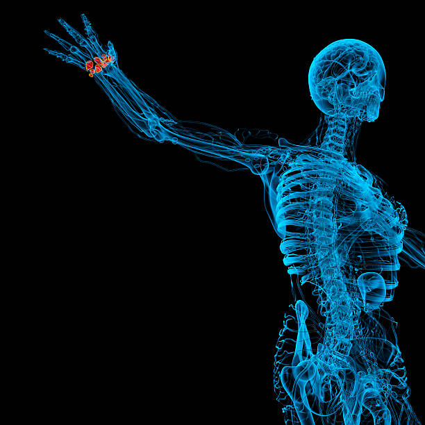 istock 3d rendered illustration of the human carpal bones 530779443