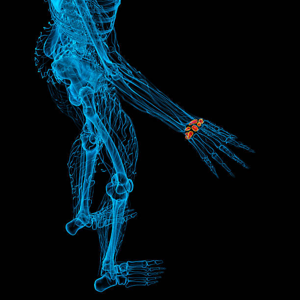 istock 3d rendered illustration of the human carpal bones 530779585