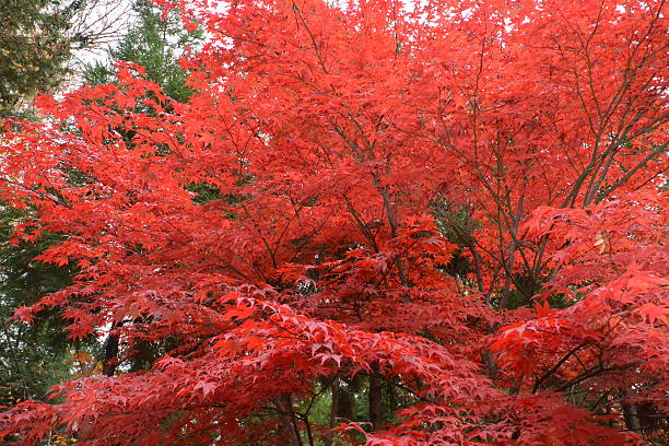 istock Autumnal tints in Tokyo 530779749