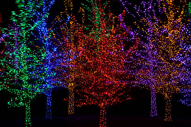 istock Trees wrapped in LED lights for Christmas 530780495