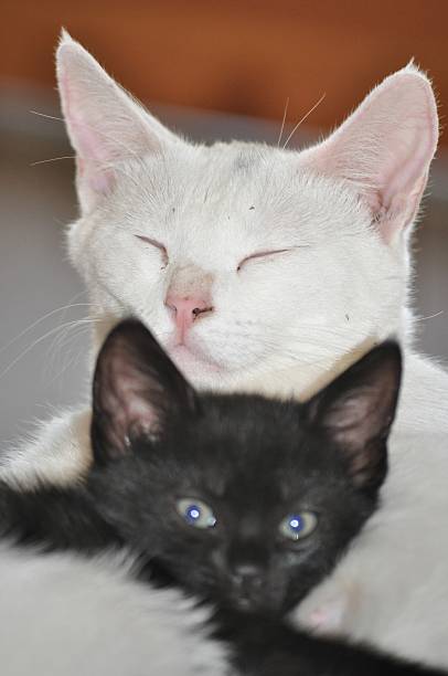 istock White mother cat cuddles black kitten 530781957