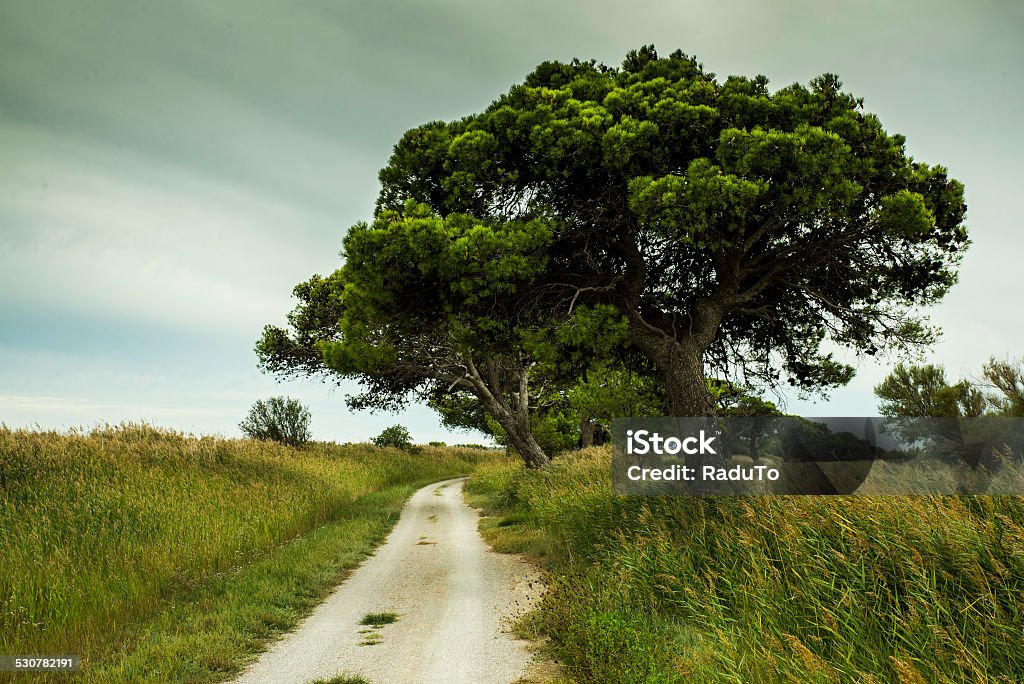 Mediterranean cycling path Gravel road going trough the beautiful landscape Agricultural Field Stock Photo