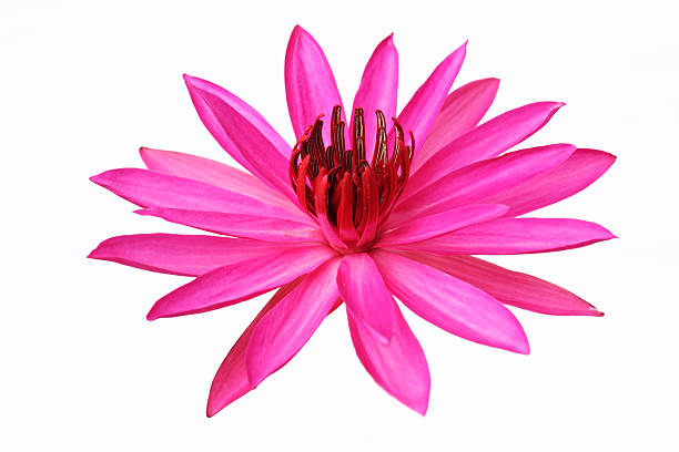 istock lotus flower isolated on white background. 530783017