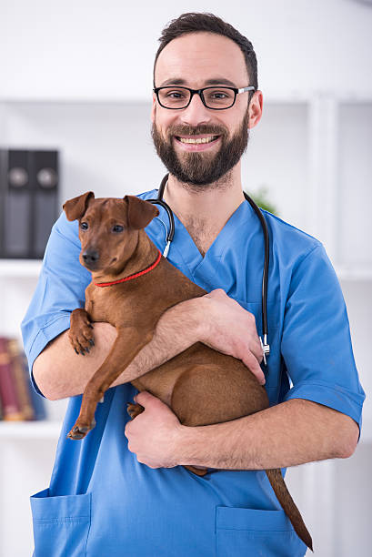 Vet Veterinary clinic. Smiling male veterinarian is holding a dog.Veterinary clinic. Cute cat during examination by a veterinarian. animal hospital stock pictures, royalty-free photos & images