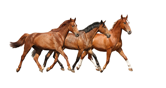 Three free beautiful horses happily trotting on white background