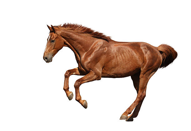 istock Brown horse galloping fast isolated on white 530783657