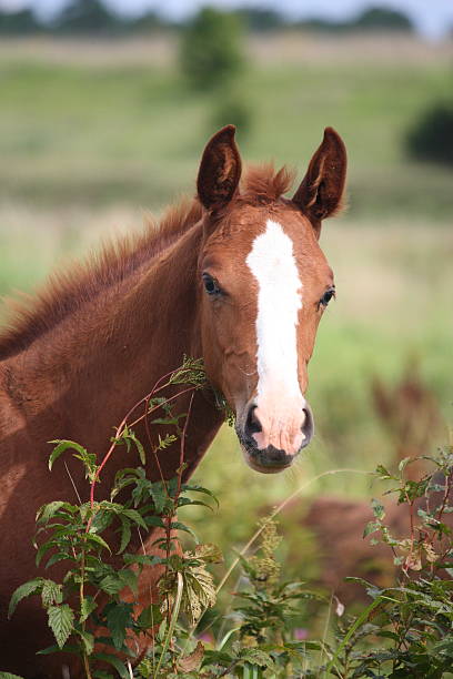 istock Cute chestnut baby foal portrait 530784469
