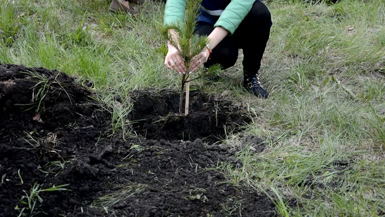 Planting pine seedlings