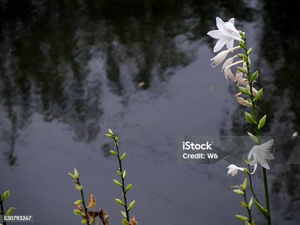 White Lily Branch Stock Photo - Download Image Now - 2015, Backgrounds, Beauty In Nature