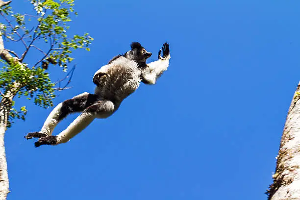Amazing image of the Indri lemur (Indri Indri) flying through the sky in Andasibe Mantadia national park in Madagascar