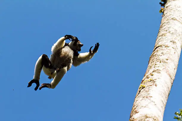 Amazing image of the Indri lemur (Indri Indri) flying through the sky in Andasibe Mantadia national park in Madagascar