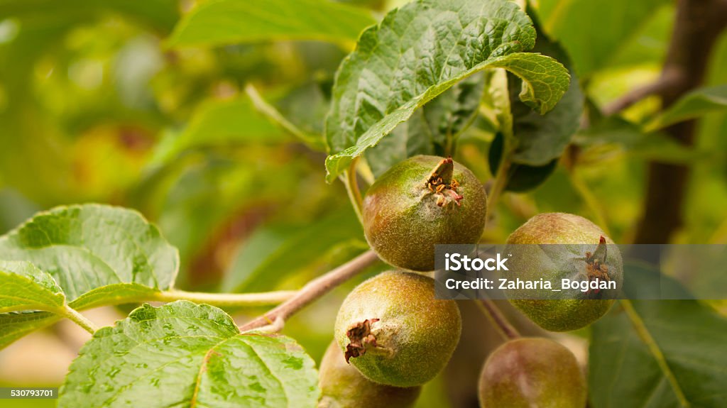 Apple tree with small growing apples Green apple tree with small growing apples Agriculture Stock Photo