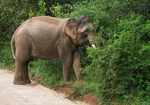 istock Male Sri Lankan elephant 530794241