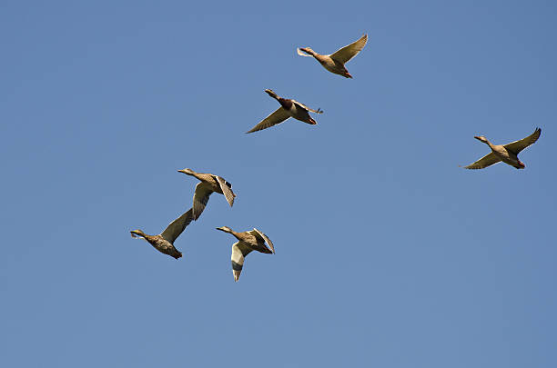 istock Flock of Mallard Ducks Flying in a Blue Sky 530795639