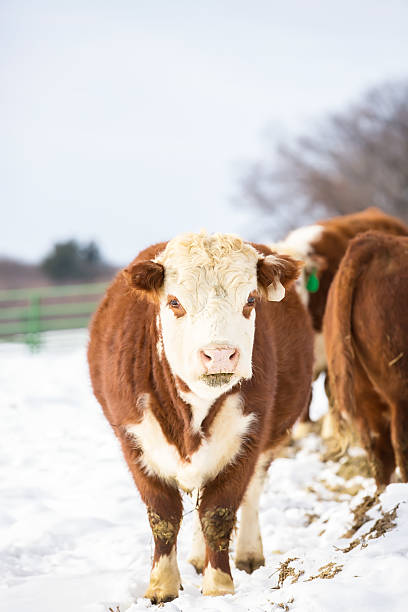 istock Hereford Cow in Snow 530797599