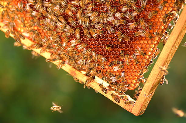 istock hardworking bees on honeycomb in apiary 530797703