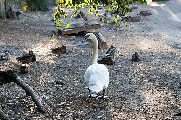 istock White goose staying at ground 530798361