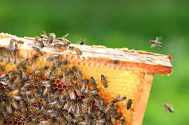 Photo of hardworking bees on honeycomb in apiary