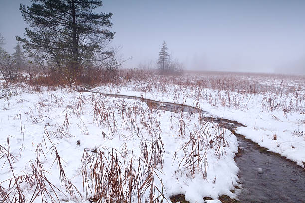 istock river on snowy foggy swamp 530799537