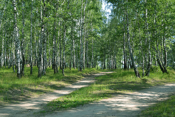 istock footpath in the summer birch wood 530799591