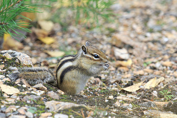 istock Grey striped Chipmunk in the woods 530799707