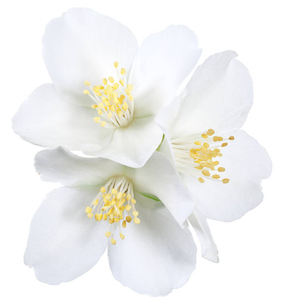 istock Blooming jasmine flowers. 530799931
