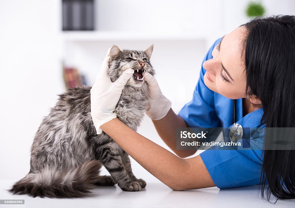 Vet Veterinary clinic. Cute cat during examination by a veterinarian.Veterinarian doctor is making a check up of a cute beautiful cat. Adult Stock Photo