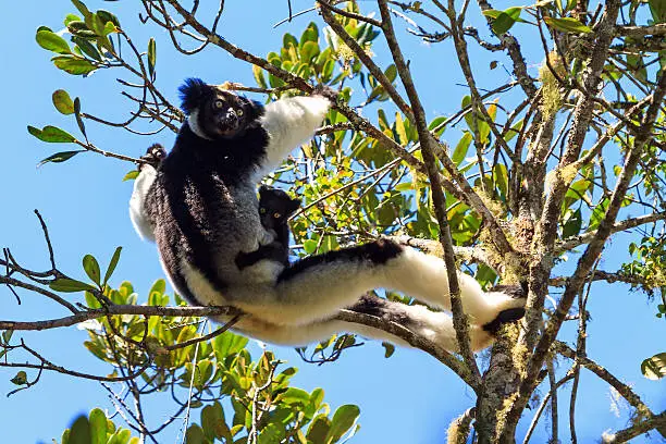Beautiful image of the Indri lemur (Indri Indri) with baby in Andasibe Mantadia national park in Madagascar