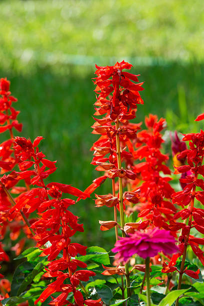 istock Salvia splendens bush in full bloom 530800885