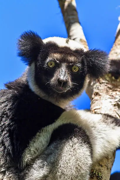 Beautiful image of the Indri lemur (Indri Indri) in Andasibe Mantadia national park in Madagascar