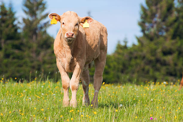 young cow on pasture stock photo