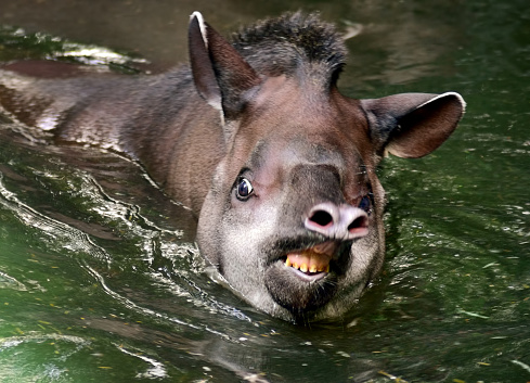 close-up of a swimming tapir making a funny face