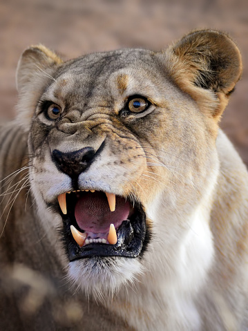 close-up of a roaring female lion on a safari in namibia