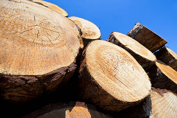 wooden logs stock photo