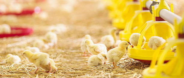 istock Flock of little chicks at farm feeding 530803798