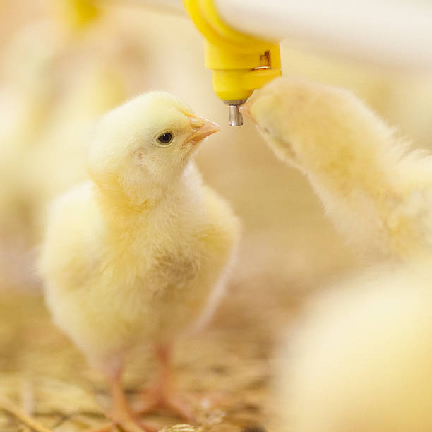 istock Little chicks at farm drinking water 530804438
